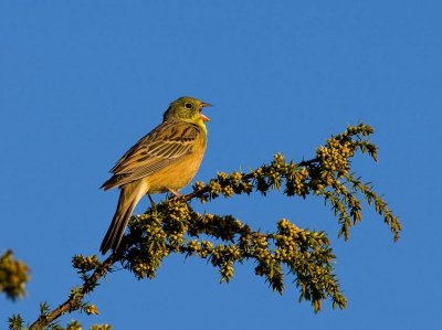 Ortolan Bunting (Emberiza hortulana)