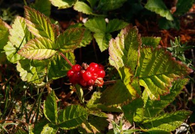 Stenbär (Rubus saxatilis)
