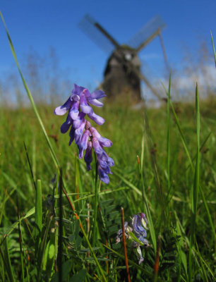 Krkvicker (Vicia cracca)