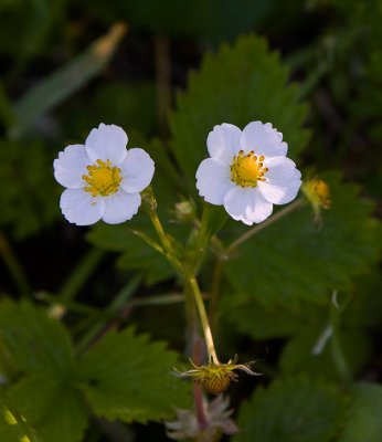 Smultron (Fragaria vesca)