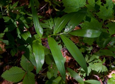 Stjrnrams (Smilacina stellata)