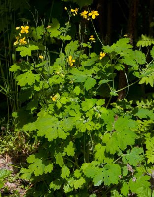 Skelrt (Chelidonium majus)