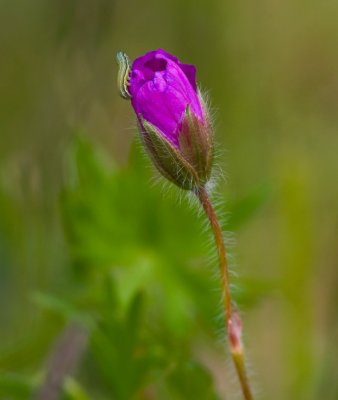 Blodnva (Geranium sanguineum)