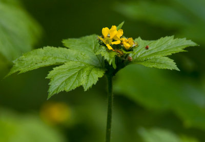 Amerikansk nejlikrot (Geum macrophyllum)