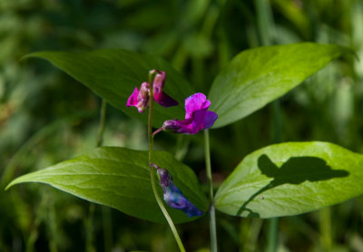 Vrrt (Lathyrus vernus)