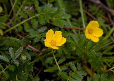 Gsrt (Potentilla anserina)