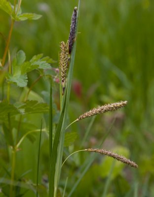 Slankstarr (Carex flacca)