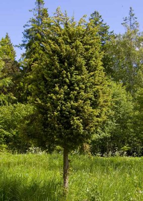 En (Juniperus communis)