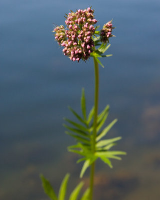 Vnderot (Valeriana officinalis)