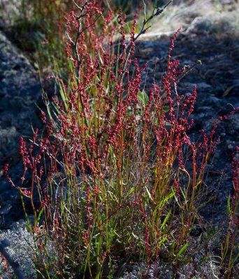 Bergsyra (Rumex acetosella)