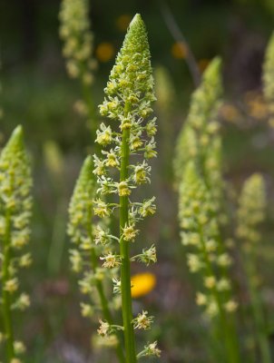 Gulreseda (Reseda lutea)