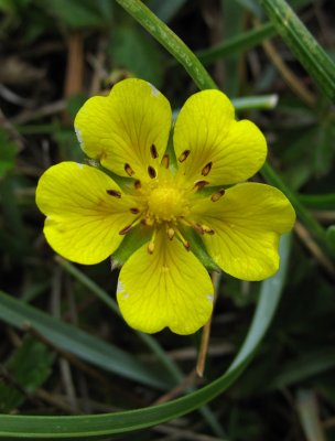 Revfingerrt (Potentilla reptans)