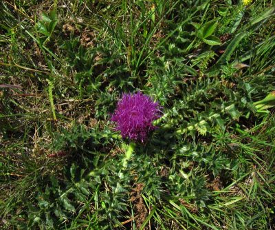 Jordtistel (Cirsium acaule)