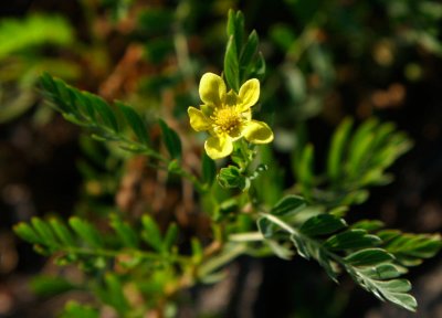 Spetsfingerrt (Potentilla bifurca)