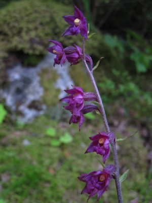 Purpurknipprot (Epipactis atrorubens)