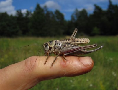 Stor vrtbitare (Decticus verrucivorus)