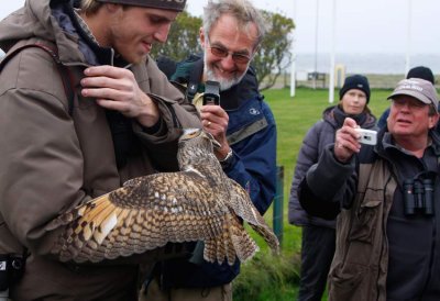 Long-eared Owl (Asio otus)