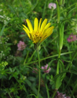 ngshaverrot (Tragopogon pratensis)