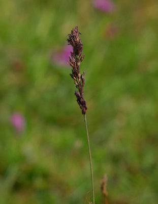 Blttel (Molinia caerulea)