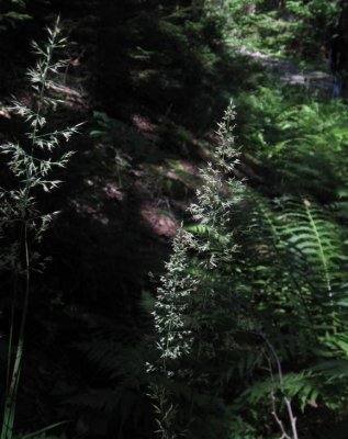 Piprr (Calamagrostis arundinacea)