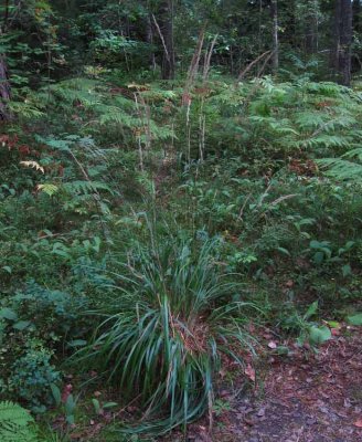 Piprr (Calamagrostis arundinacea)