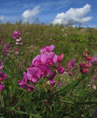 Rosenvial (Lathyrus latifolius)