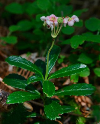 Ryl (Chimaphila umbellata)