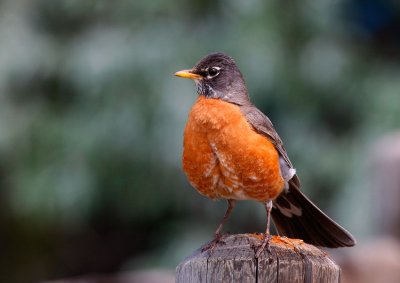 American Robin (Turdus migratorius)