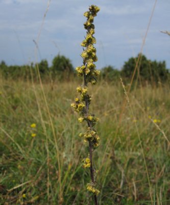 Alvarmalört (Artemisia oelandica)