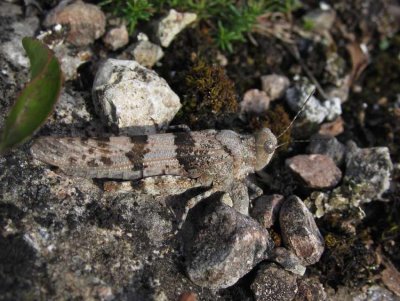 Blvingad grshoppa (Sphingonotus caerulans)