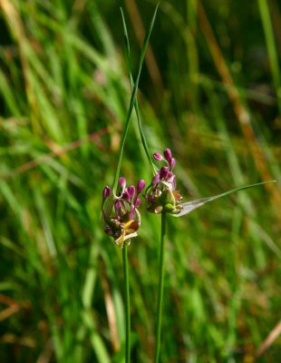 Rosenlk (Allium carinatum)