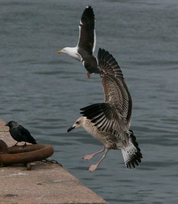 Caspian Gull (Larus cachinnans)