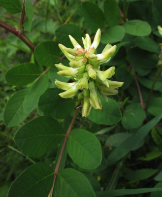 Sötvedel (Astragalus glycyphyllos)