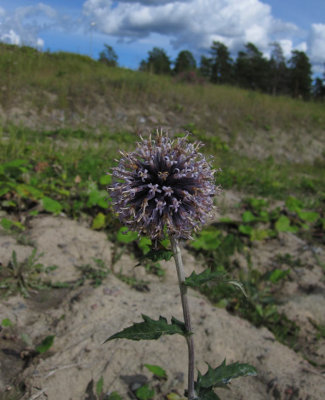 Bl bolltistel (Echinops bannaticus)