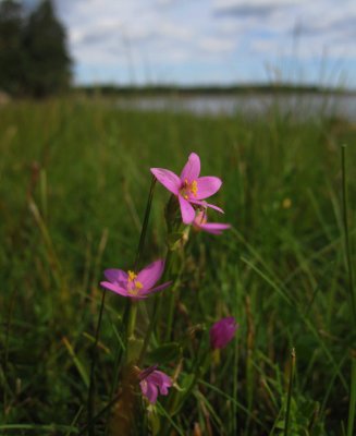 Kustarun (Centaurium littorale)