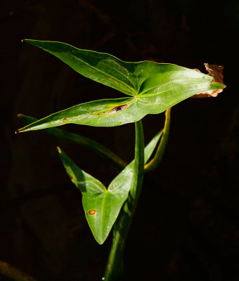 Pilblad (Sagittaria sagittifolia)