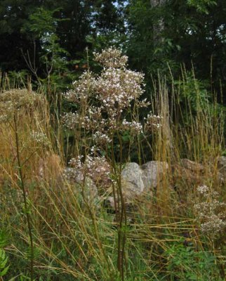 Fldervnderot (Valeriana sambucifolia)