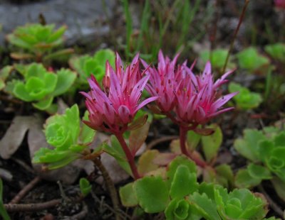 Kaukasiskt fetblad (Sedum spurium)