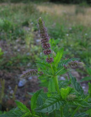 Grnmynta (Mentha spicata)