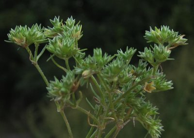 Åkerknavel (Scleranthus annuus)