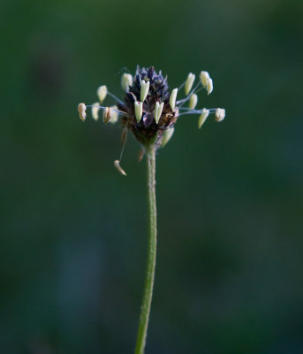 Svartkämpar (Plantago lanceolata)