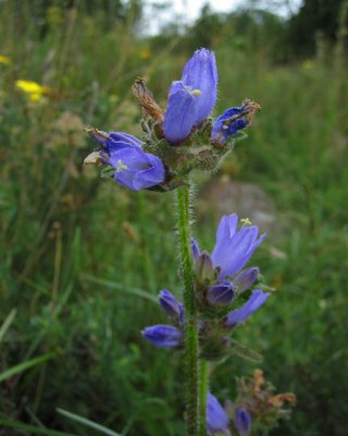 Skogsklocka (Campanula cervicaria)