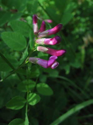 Buskvicker (Vicia dumetorum)