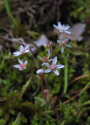 Blek fetknopp (Sedum hispanicum)