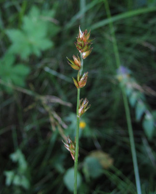 Lngstarr (Carex divulsa)
