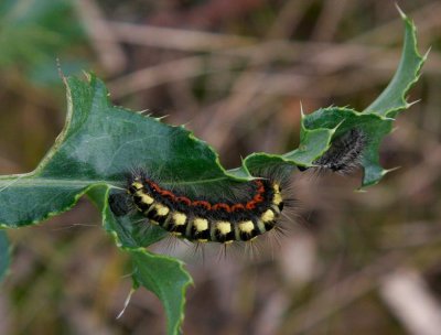 Blgrtt aftonfly (Acronicta euphorbiae)