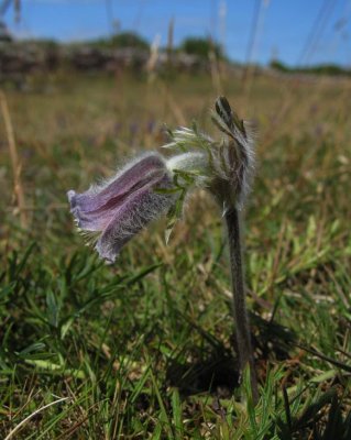 Fltsippa (Pulsatilla pratensis)