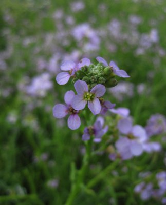 Baltisk marviol (Cakile maritima ssp. baltica)