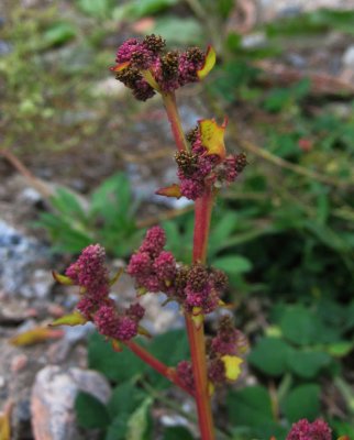 Rdmlla (Chenopodium rubrum)