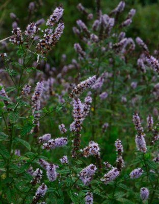 Grnmynta (Mentha spicata)